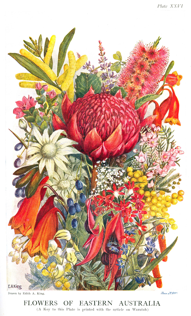 King, Ethel, wildflower plate