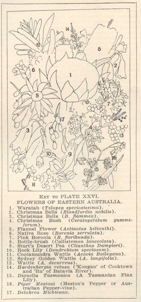 King, Ethel, wildflower plate key