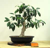 photo of bonsai - click to enlarge