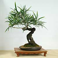 photo of bonsai - click to enlarge