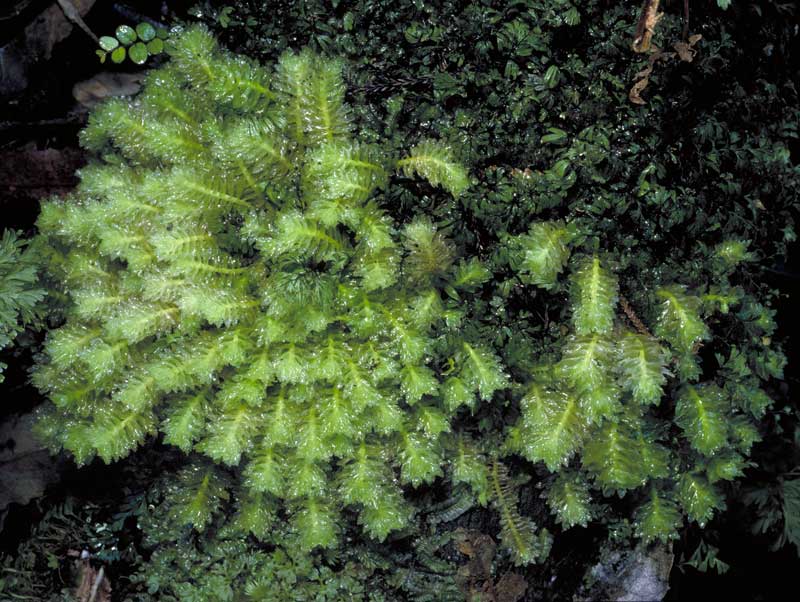 Schistochila balfouriana