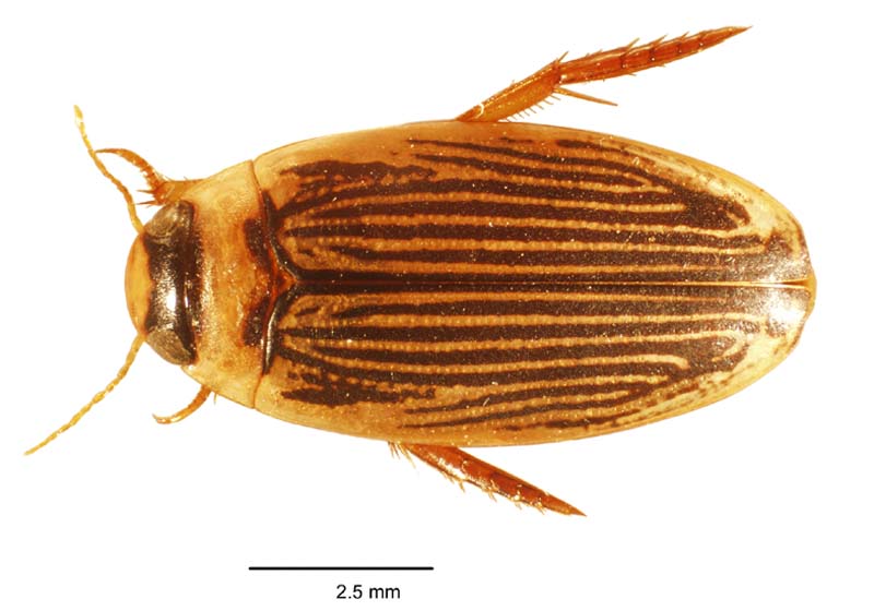 photo: Lancetes lanciolatus
