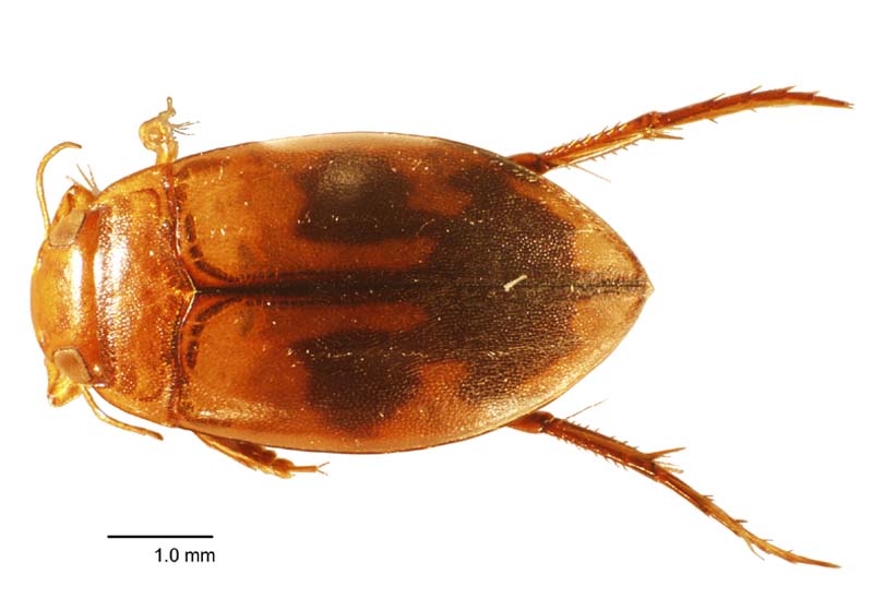 photo: Megaporus howitti 