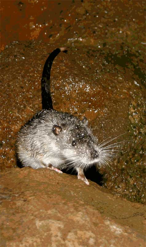 Hydromys chrysogaster  Water-rat 