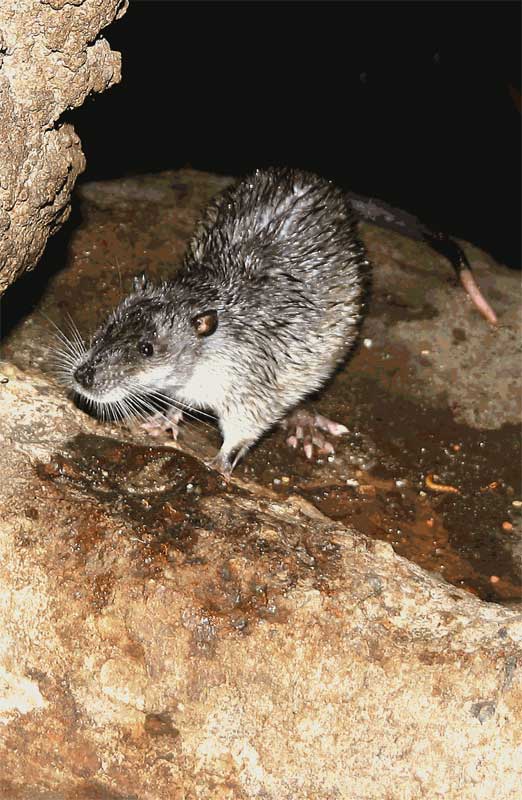 Hydromys chrysogaster  Water-rat 
