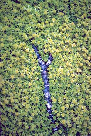 click to enlarge click to enlarge