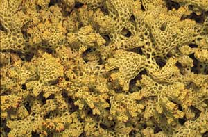 click to enlarge click to enlarge