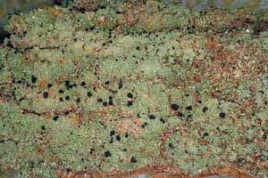 click to enlarge click to enlarge