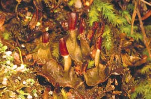 click to enlarge click to enlarge