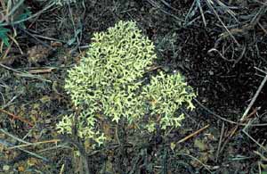 click to enlarge click to enlarge