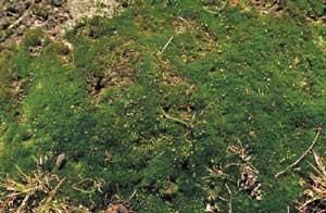 click to enlarge click to enlarge