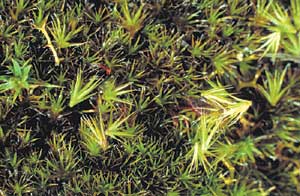 click to enlarge click to enlarge