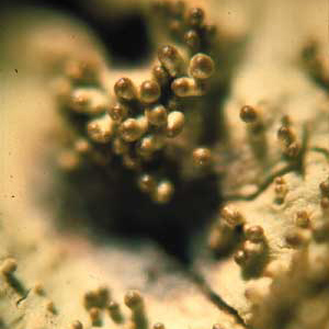 click to enlarge click to enlarge