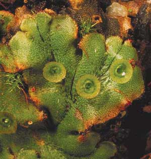 click to enlarge click to enlarge