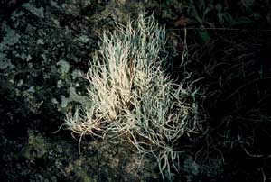 click to enlarge click to enlarge