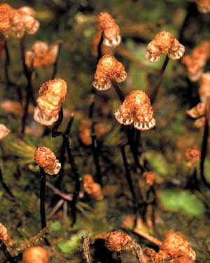 click to enlarge click to enlarge