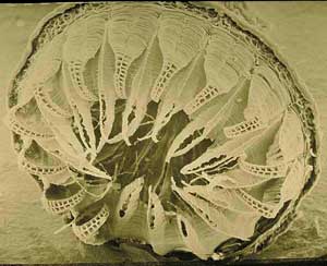 click to enlarge click to enlarge