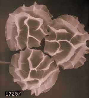 click to enlarge click to enlarge