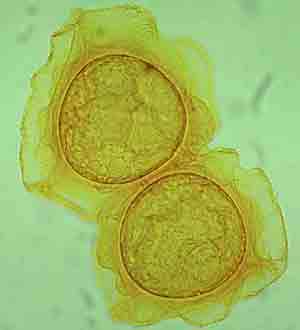 click to enlarge click to enlarge