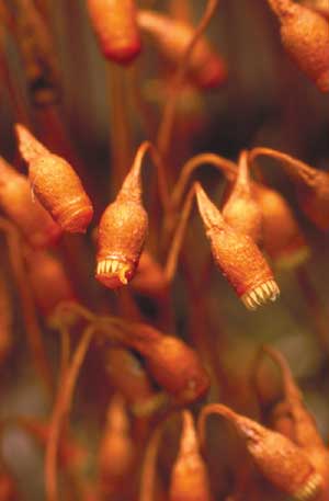 click to enlarge click to enlarge