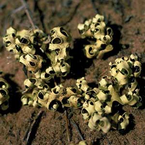 click to enlarge click to enlarge