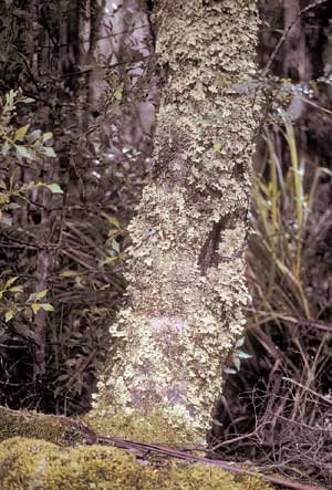 click to enlarge click to enlarge