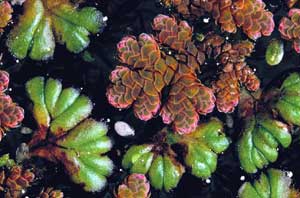 click to enlarge click to enlarge