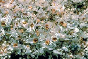 click to enlarge click to enlarge