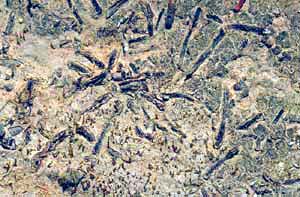 click to enlarge click to enlarge