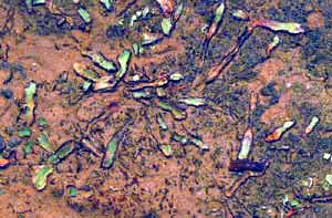 click to enlarge click to enlarge