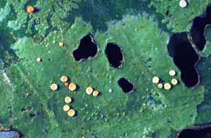 click to enlarge click to enlarge