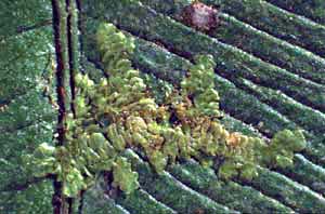 click to enlarge click to enlarge