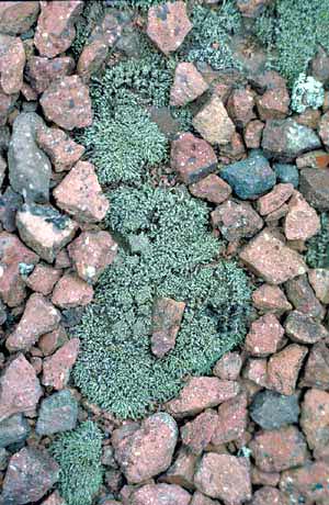 click to enlarge click to enlarge