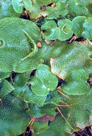 click to enlarge click to enlarge