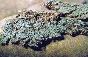 click to enlarge click to enlarge