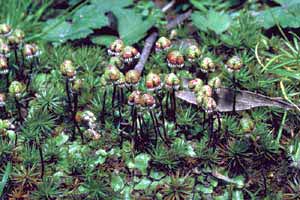 click to enlarge click to enlarge