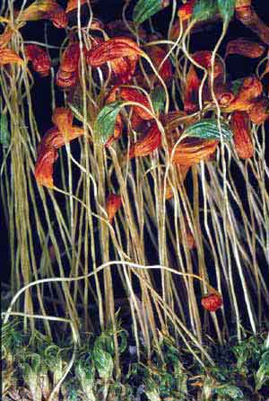 click to enlarge click to enlarge