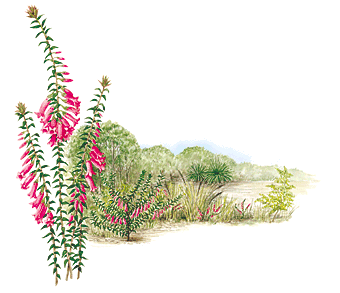 illust: Marion Westmacott &copy;ANBG