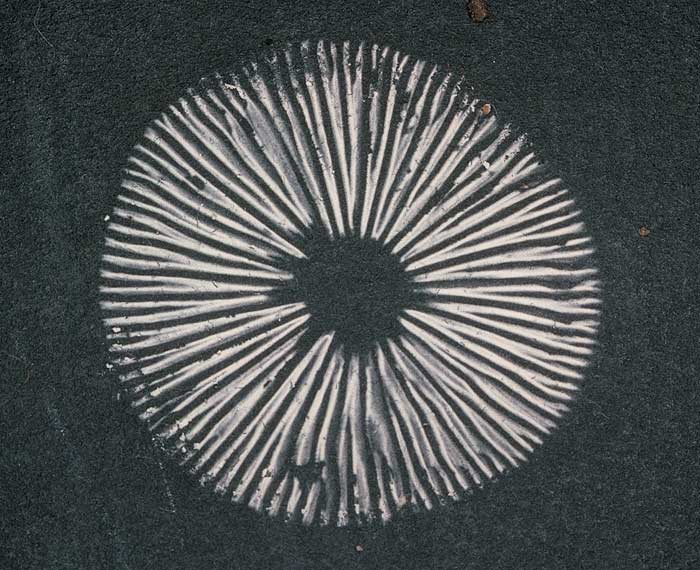 photo: Spore Print 