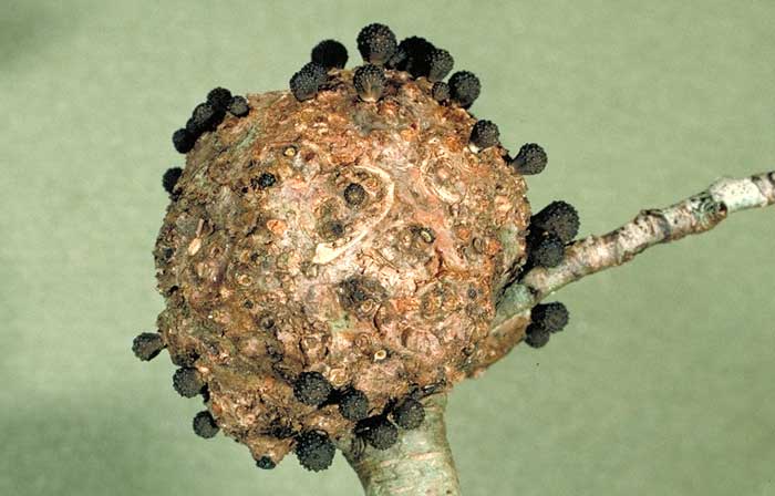 photo: Cyttaria nigra