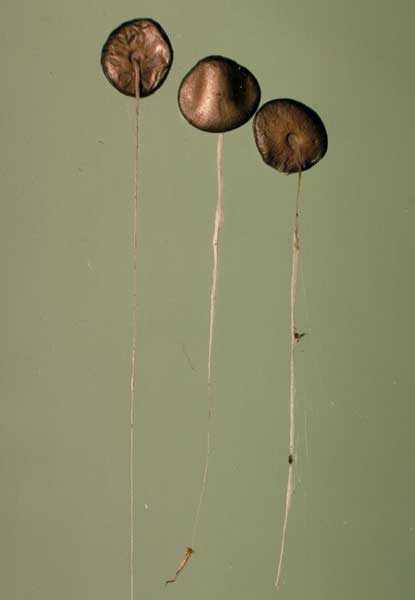 photo: Cyathus sp. - peridioles