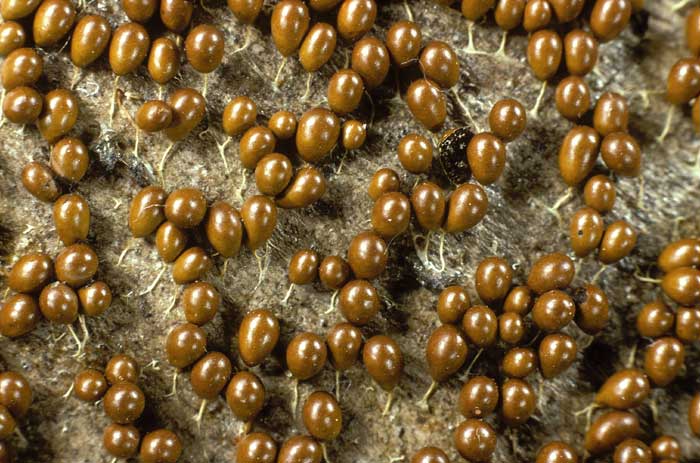 photo: Leocarpus fragilis