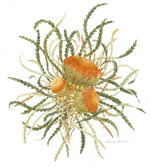 illustration: Banksia formosa