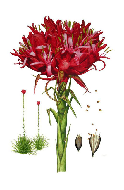 illustration: Doryanthes excelsa by David Mackay