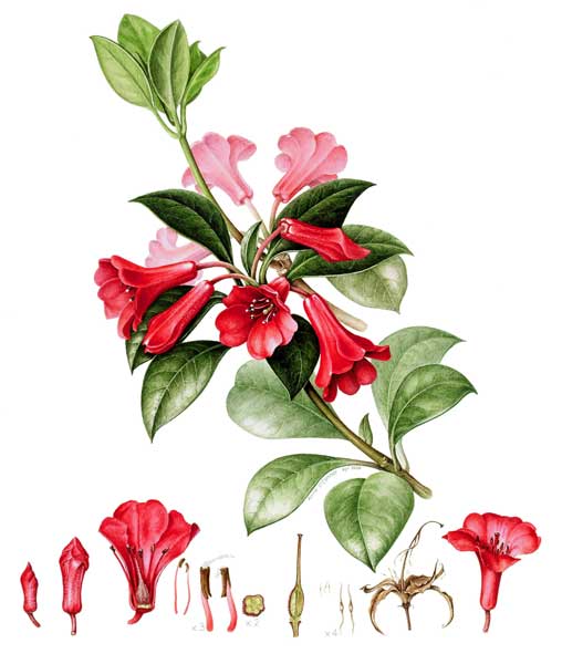 illustration: Rhododendron viriosum