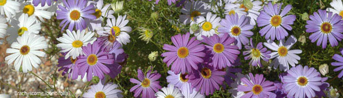 click for more information