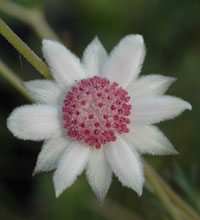 Photo click for more information