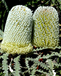 Photo click for more information