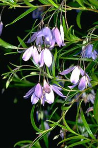 Photo Sollya heterophylla