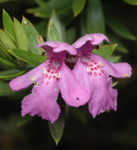 Photo click for more information